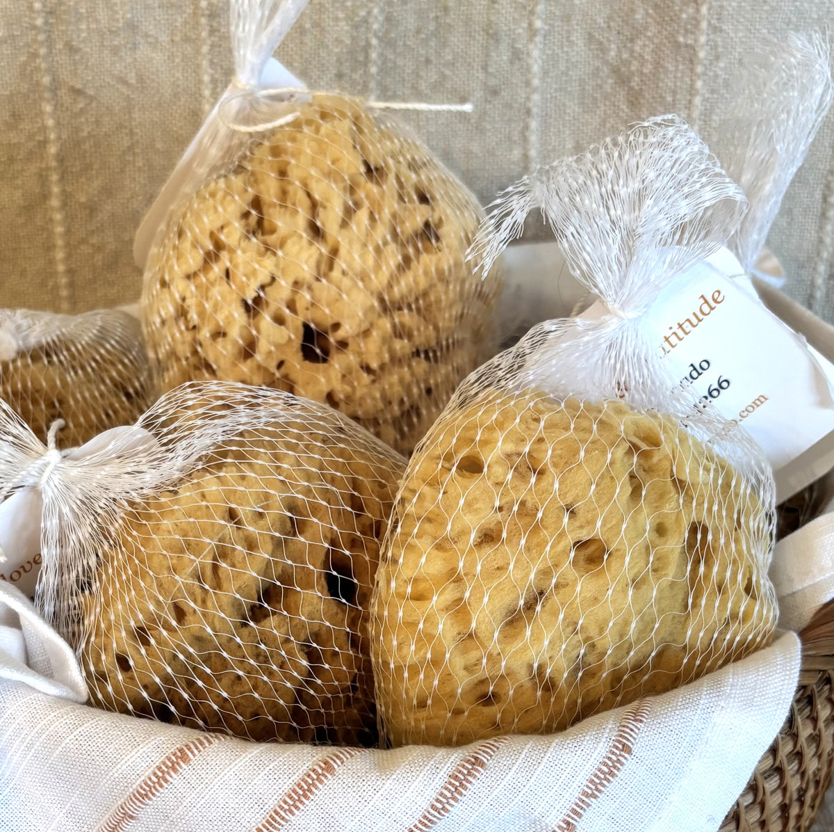 Mediterranean Wool Sponge
