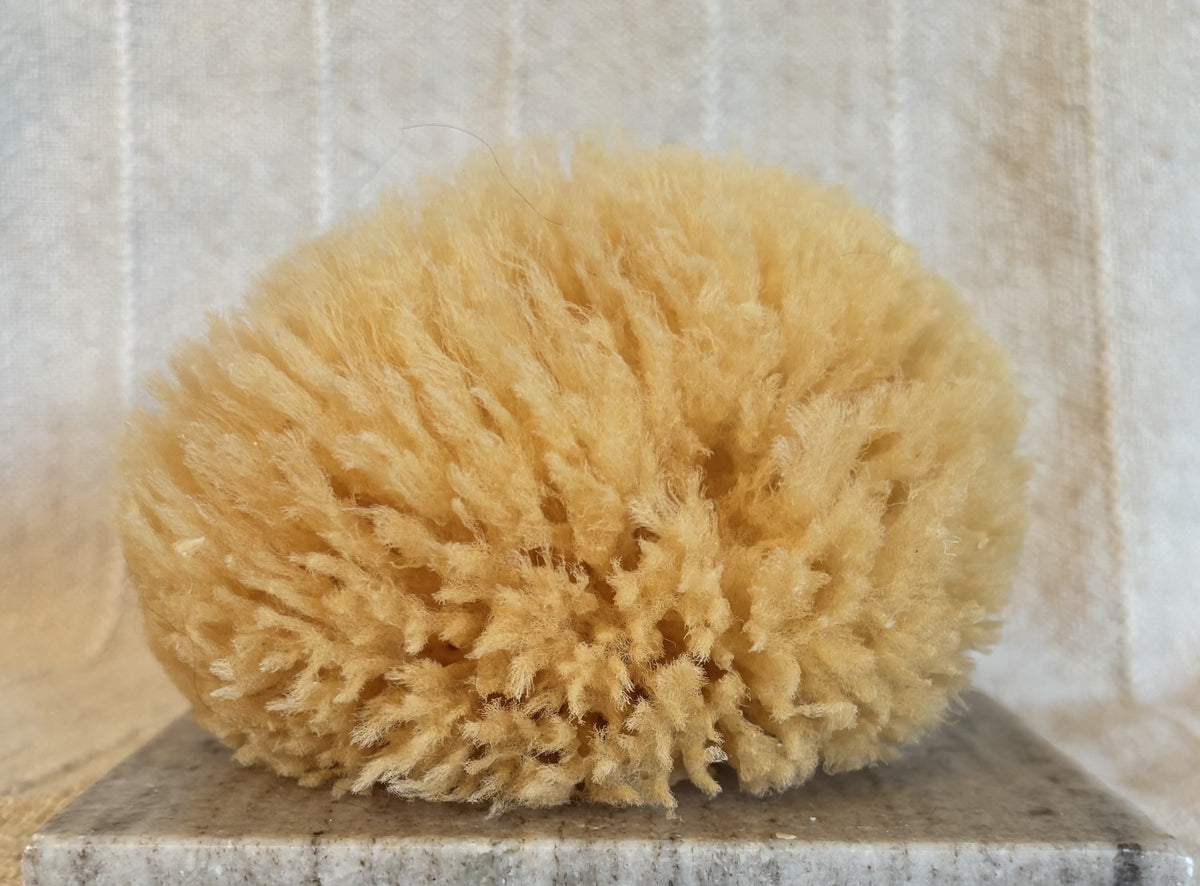 Mediterranean Wool Sponge